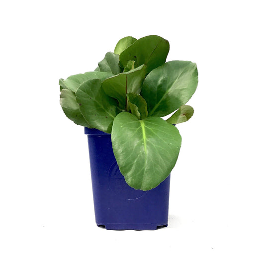 Bergenia, 15cm, Winter Glow - Floral Acres Greenhouse & Garden Centre