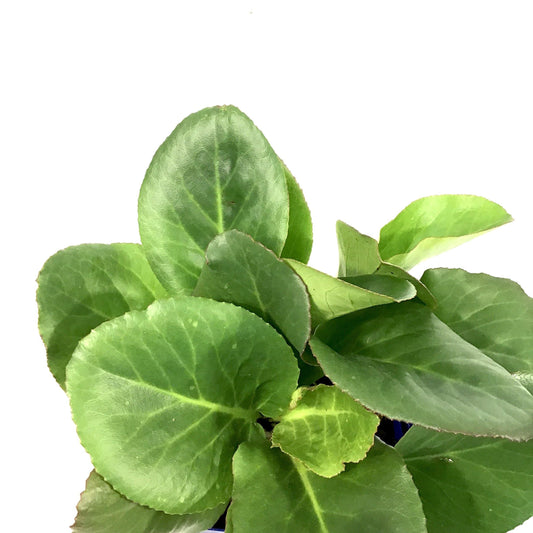 Bergenia, 15cm, Winter Glow - Floral Acres Greenhouse & Garden Centre