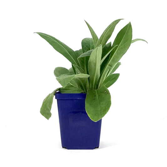 Centaurea, 9cm, Bachelor's Button - Floral Acres Greenhouse & Garden Centre