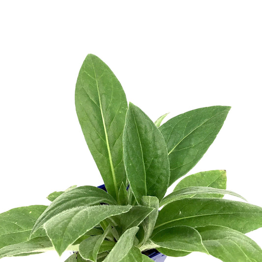 Centaurea, 9cm, Bachelor's Button - Floral Acres Greenhouse & Garden Centre