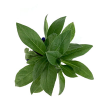 Load image into Gallery viewer, Centaurea, 9cm, Bachelor&#39;s Button - Floral Acres Greenhouse &amp; Garden Centre
