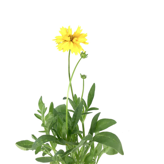 Coreopsis, 9cm, Early Sunrise - Floral Acres Greenhouse & Garden Centre