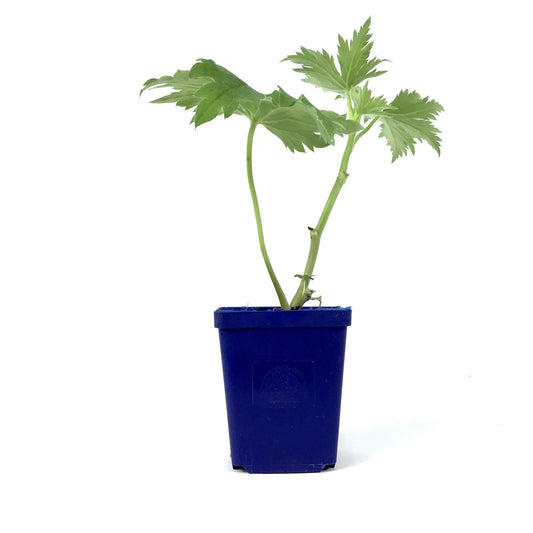 Delphinium, 9cm, MF Cherry Blossom/White Bee - Floral Acres Greenhouse & Garden Centre