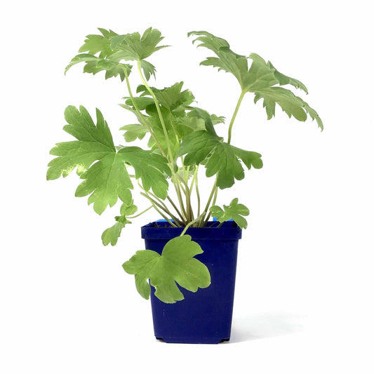 Delphinium, 9cm, MF Dark Blue/Dark Bee - Floral Acres Greenhouse & Garden Centre