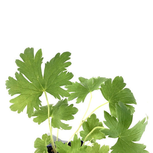 Delphinium, 9cm, MF Dark Blue/Dark Bee - Floral Acres Greenhouse & Garden Centre