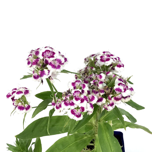 Dianthus, 9cm, Barbarini Rose - Floral Acres Greenhouse & Garden Centre