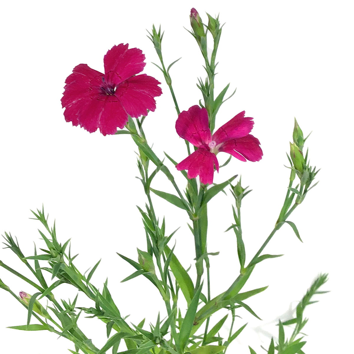 Dianthus, 9cm, Zing Rose – Floral Acres Greenhouse & Garden Centre