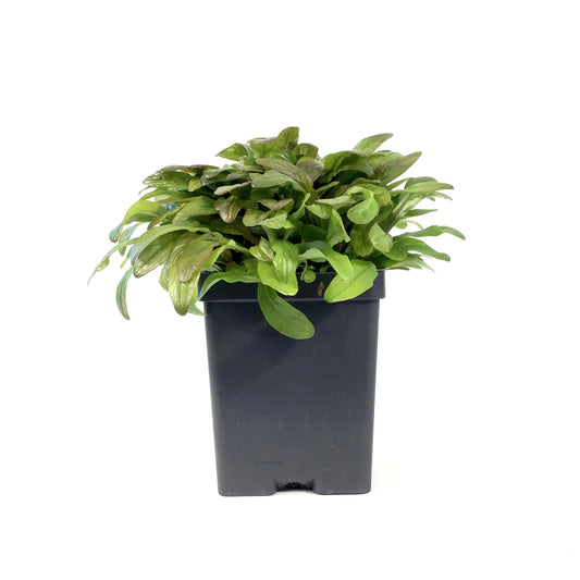 Ajuga, 4.5in, Feathered Friends™ Petite Parakeet - Floral Acres Greenhouse & Garden Centre