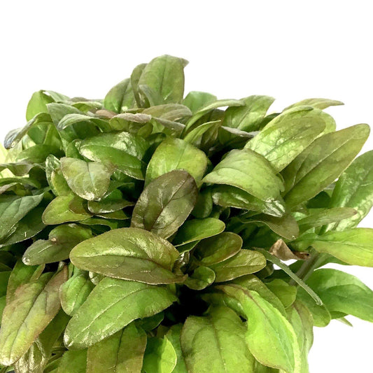 Ajuga, 4.5in, Feathered Friends™ Petite Parakeet - Floral Acres Greenhouse & Garden Centre