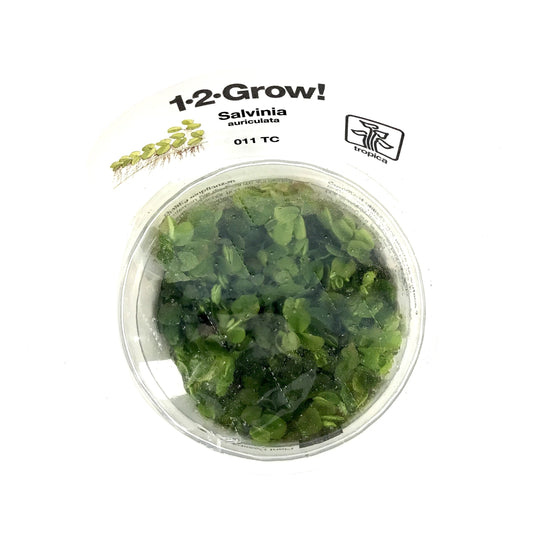 Salvinia Auriculata, 1-2-Grow! - Floral Acres Greenhouse & Garden Centre