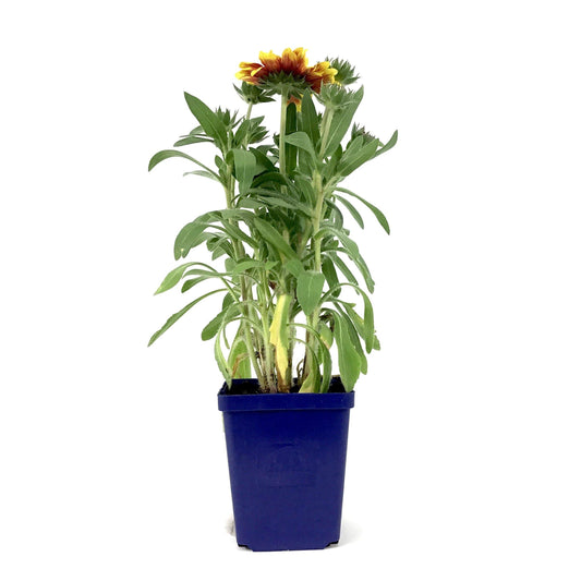 Gaillardia, 9cm, Arizona Sun - Floral Acres Greenhouse & Garden Centre