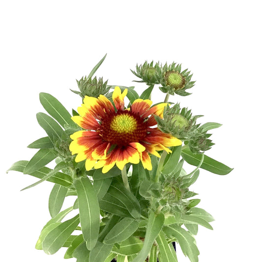Gaillardia, 9cm, Arizona Sun - Floral Acres Greenhouse & Garden Centre