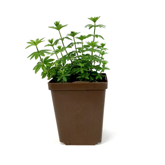 Galium, 9cm, Sweet Woodruff - Floral Acres Greenhouse & Garden Centre