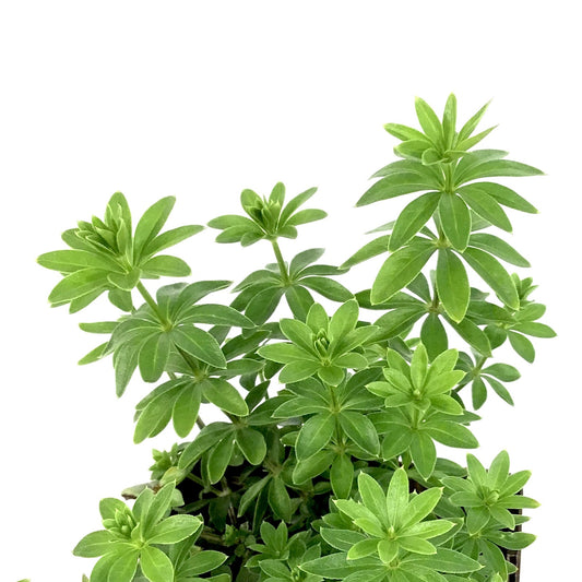 Galium, 9cm, Sweet Woodruff - Floral Acres Greenhouse & Garden Centre
