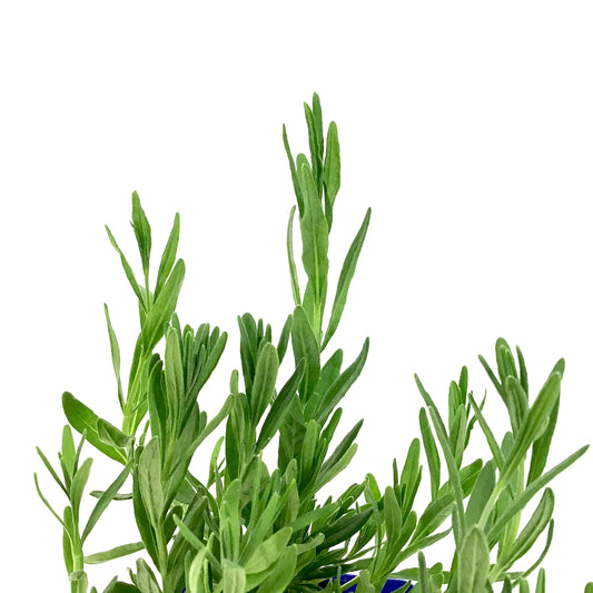 Lavender, 9cm, Munstead - Floral Acres Greenhouse & Garden Centre