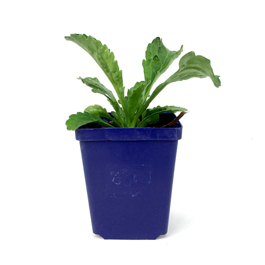 Leucanthemum, 9cm, Silver Princess Shasta Daisy - Floral Acres Greenhouse & Garden Centre