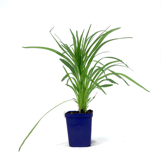 Liatris, 9cm, Floristan White - Floral Acres Greenhouse & Garden Centre