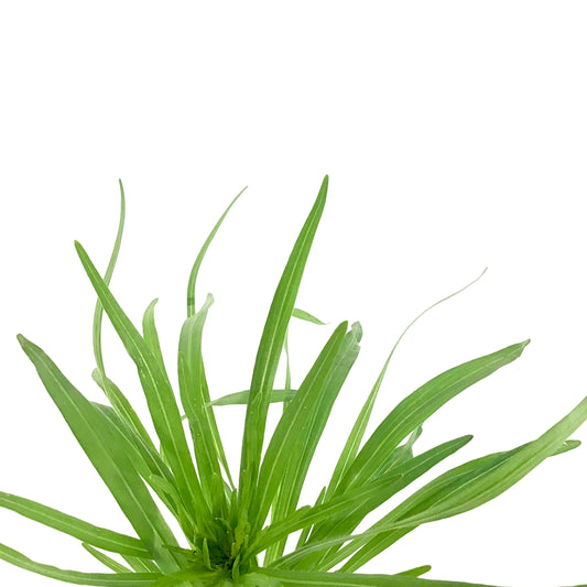 Liatris, 9cm, Floristan White - Floral Acres Greenhouse & Garden Centre