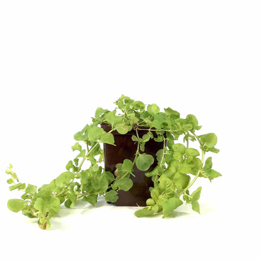 Lysimachia, 9cm, Golden Creeping Jenny - Floral Acres Greenhouse & Garden Centre