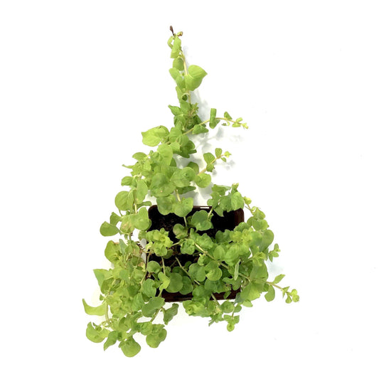 Lysimachia, 9cm, Golden Creeping Jenny - Floral Acres Greenhouse & Garden Centre