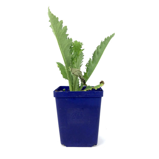 Papaver, 9cm, Brilliant Oriental Poppy - Floral Acres Greenhouse & Garden Centre