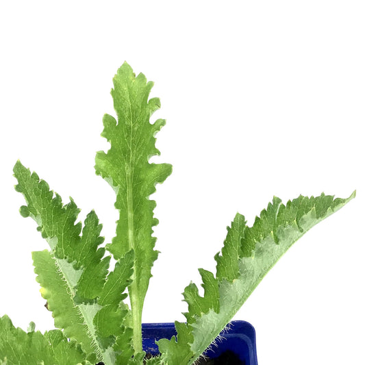 Papaver, 9cm, Brilliant Oriental Poppy - Floral Acres Greenhouse & Garden Centre