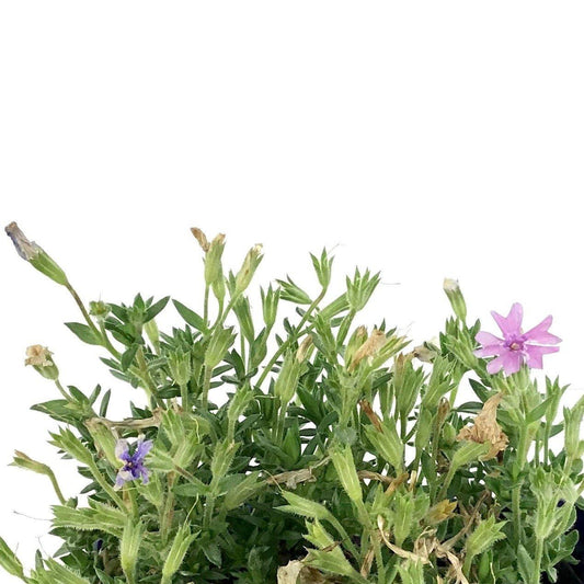 Phlox, 9cm, Fort Hill Creeping - Floral Acres Greenhouse & Garden Centre