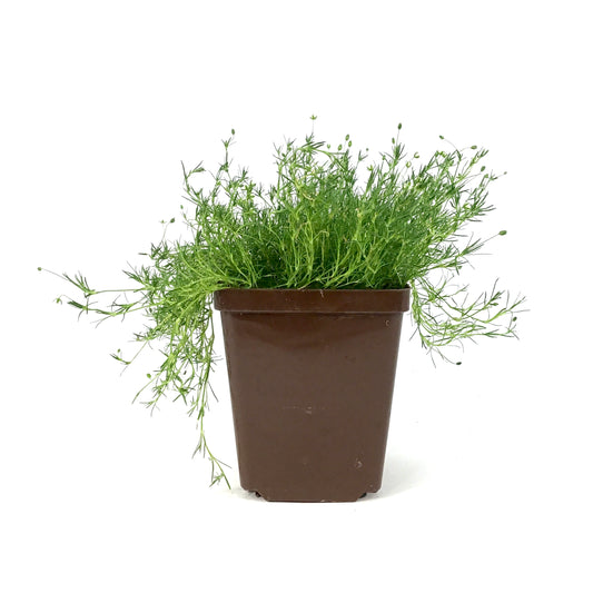 Sagina, 9cm, Irish Moss - Floral Acres Greenhouse & Garden Centre