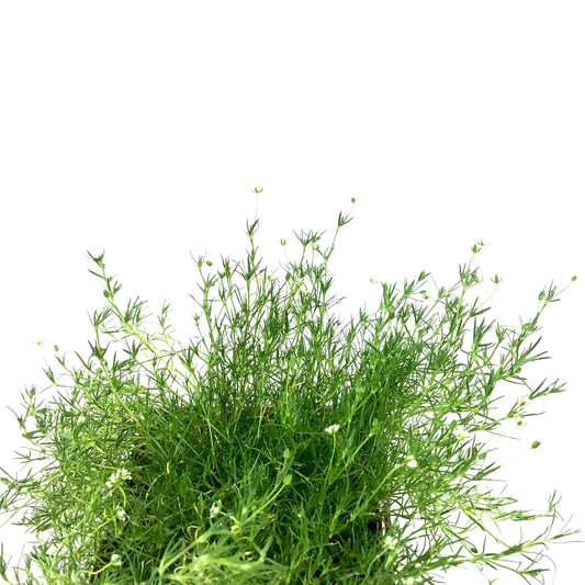 Sagina, 9cm, Irish Moss - Floral Acres Greenhouse & Garden Centre