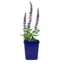 Load image into Gallery viewer, Salvia, 9cm, Merleau Blue - Floral Acres Greenhouse &amp; Garden Centre
