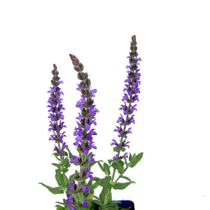 Salvia, 9cm, Merleau Blue - Floral Acres Greenhouse & Garden Centre