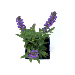 Salvia, 9cm, Merleau Blue - Floral Acres Greenhouse & Garden Centre