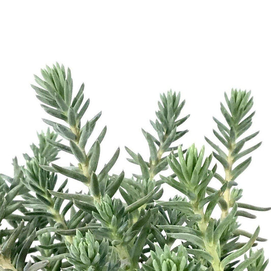 Sedum, 9cm, Blue Spruce Stonecrop - Floral Acres Greenhouse & Garden Centre