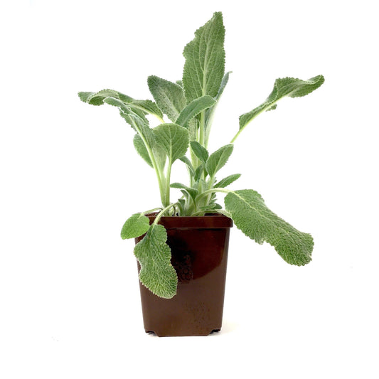 Stachys, 9cm, Silver Carpet Lamb's Ear - Floral Acres Greenhouse & Garden Centre