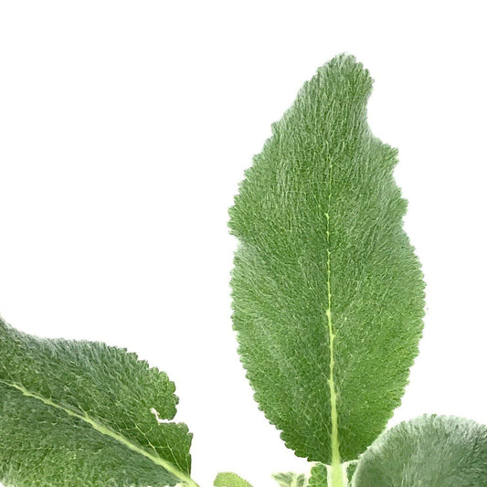 Stachys, 9cm, Silver Carpet Lamb's Ear - Floral Acres Greenhouse & Garden Centre