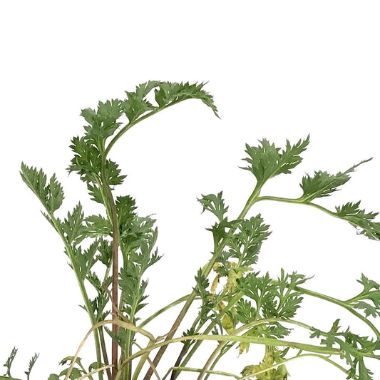 Tanacetum, 9cm, Double Mix - Floral Acres Greenhouse & Garden Centre