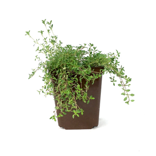 Thymus, 9cm, Coccineus Creeping Thyme - Floral Acres Greenhouse & Garden Centre