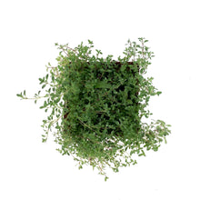 Load image into Gallery viewer, Thymus, 9cm, Coccineus Creeping Thyme - Floral Acres Greenhouse &amp; Garden Centre
