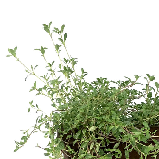 Thymus, 9cm, Coccineus Creeping Thyme - Floral Acres Greenhouse & Garden Centre