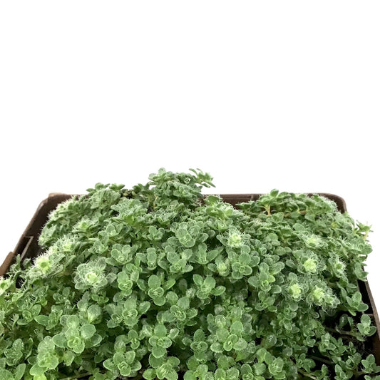Thymus, 9cm, Elfin Creeping Thyme - Floral Acres Greenhouse & Garden Centre