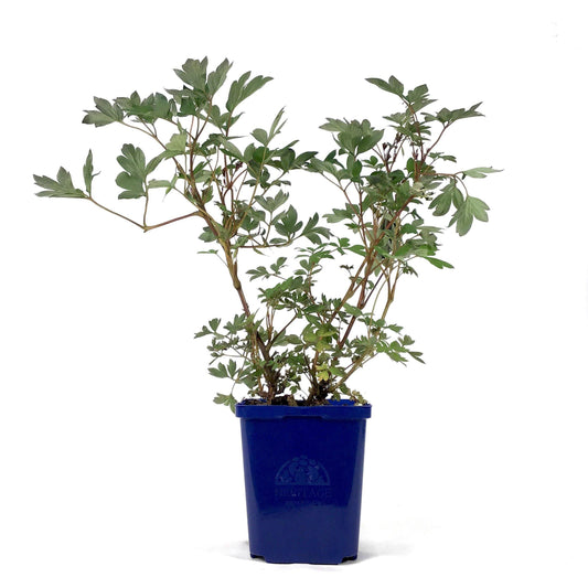Dicentra, 15cm, Valentine® Bleeding Hearts - Floral Acres Greenhouse & Garden Centre