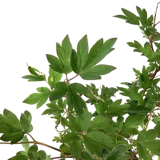 Dicentra, 15cm, Valentine® Bleeding Hearts - Floral Acres Greenhouse & Garden Centre