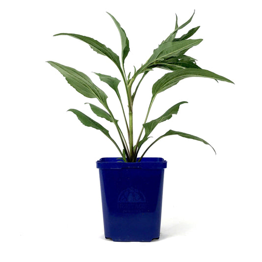 Echinacea Purpurea, 15cm, Kismet® Raspberry - Floral Acres Greenhouse & Garden Centre