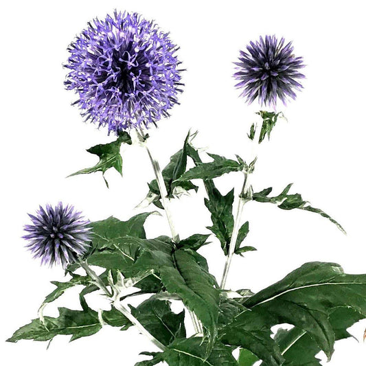 Echinops, 15cm, Vietch's Blue Globe Thistle - Floral Acres Greenhouse & Garden Centre