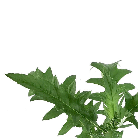 Echinops, 15cm, Vietch's Blue Globe Thistle - Floral Acres Greenhouse & Garden Centre