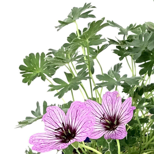 Geranium Cinereum, 15cm, Ballerina - Floral Acres Greenhouse & Garden Centre