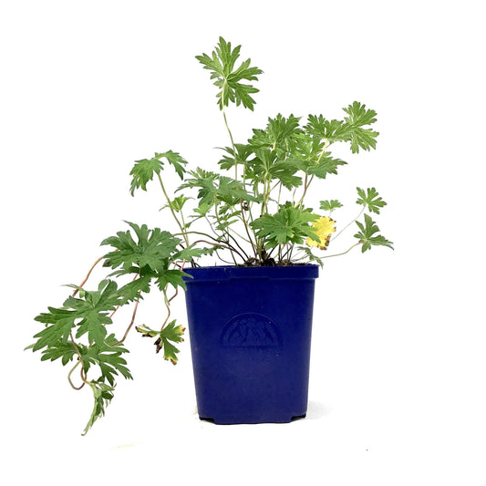 Geranium Ibericum, 15cm, Johnson's Blue - Floral Acres Greenhouse & Garden Centre