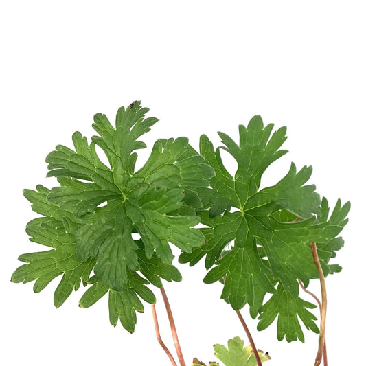 Geranium Ibericum, 15cm, Johnson's Blue - Floral Acres Greenhouse & Garden Centre
