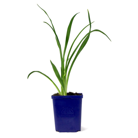 Hemerocallis, 15cm, Ice Carnival Daylily - Floral Acres Greenhouse & Garden Centre