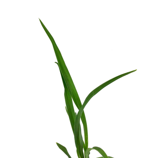 Hemerocallis, 15cm, Ice Carnival Daylily - Floral Acres Greenhouse & Garden Centre